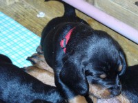 /album/stenata-2012/akuma-schlafen-jpg/